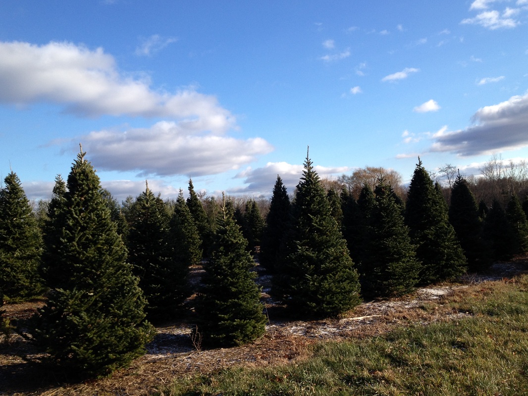 Evergreen and Christmas trees