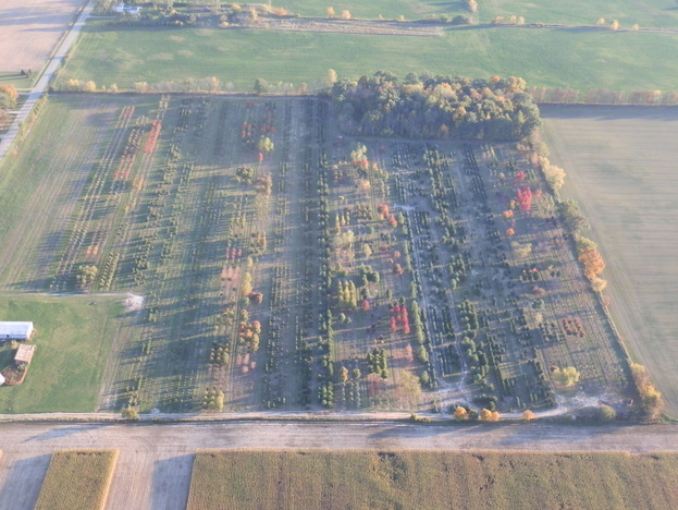 Tree farm aerial view